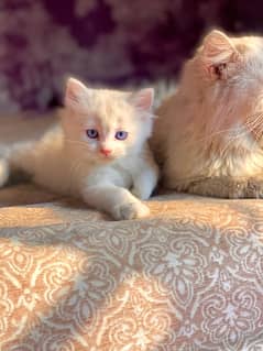 Selling my Persian kittens, full healthy, playing kittens