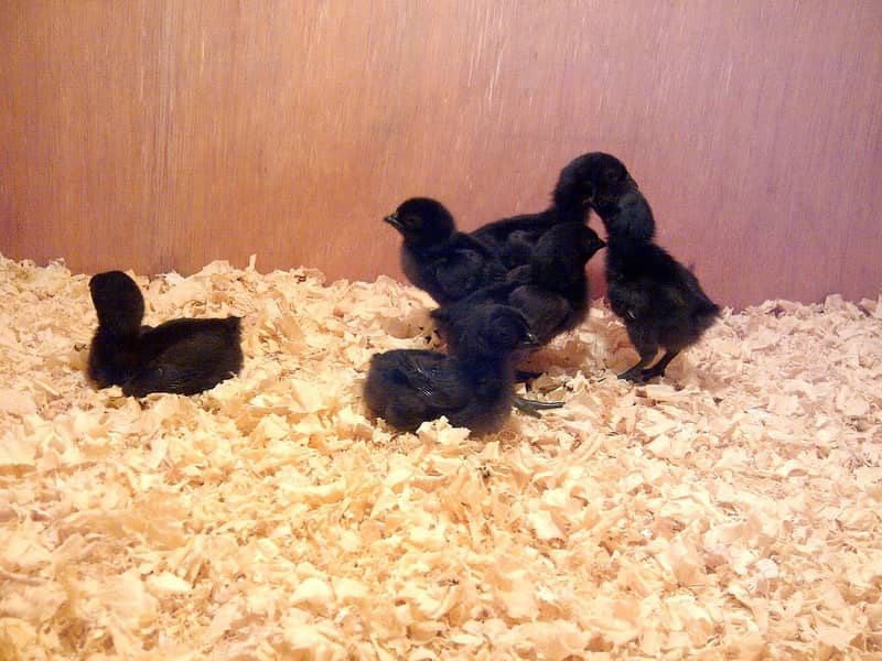 australorp | Jersey giant | Ayam Cemani black tongue | chicks 1