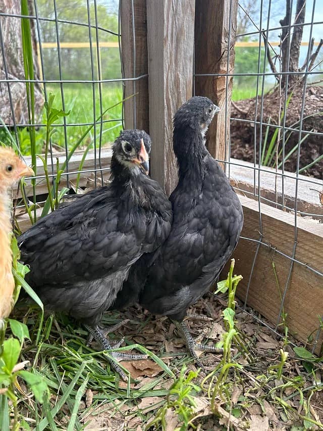 australorp | Jersey giant | Ayam Cemani black tongue | chicks 3