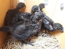 australorp |Jersey giant |Ayam Cemani | heritage | for sale in jhelum 1