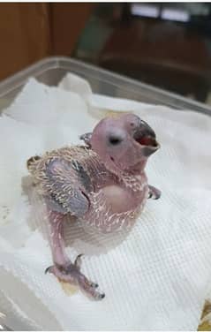 Sunconure Chick