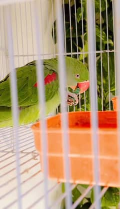 Raw red shoulder parrot hand taim talking parrot