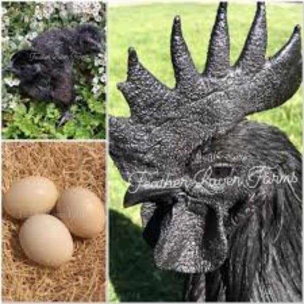 Ayam Cemani Breeder , Eggs, Chicks 2