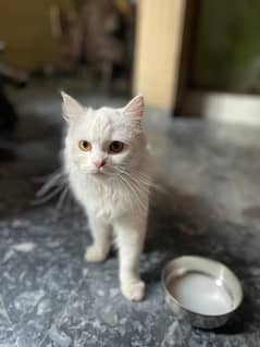 White Persian cat female. 1 year age