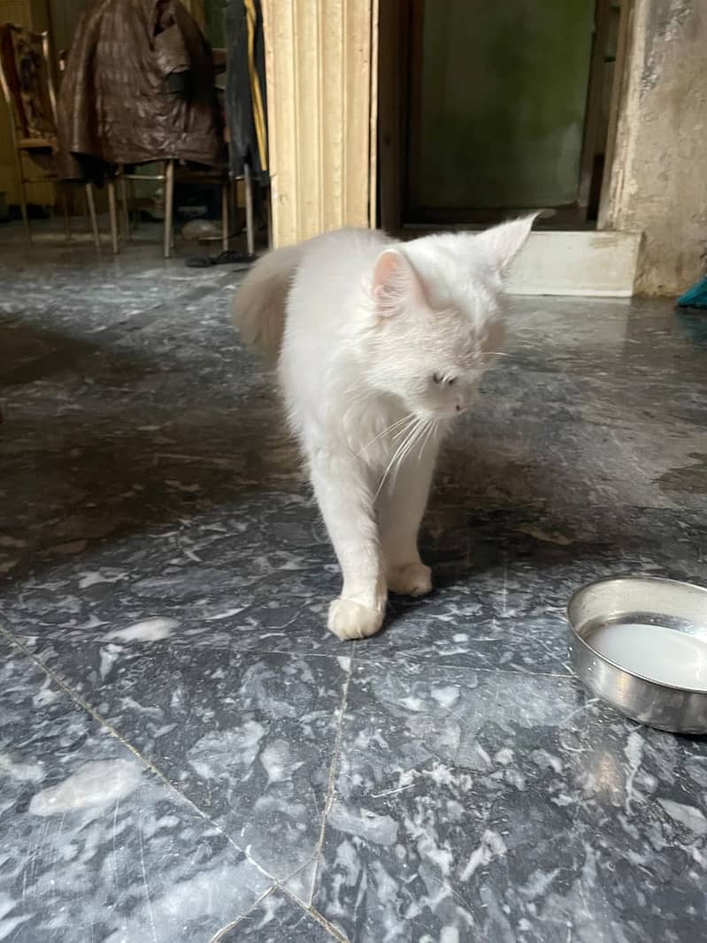 White Persian cat female. 1 year age 1