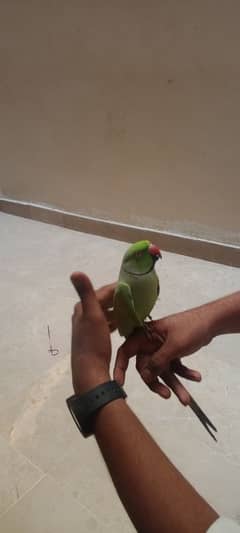 parrot