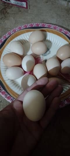 ghr k pure fertile desi eggs pur organic 03077027814 whts app number