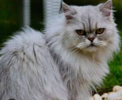 Persian cat punch face available