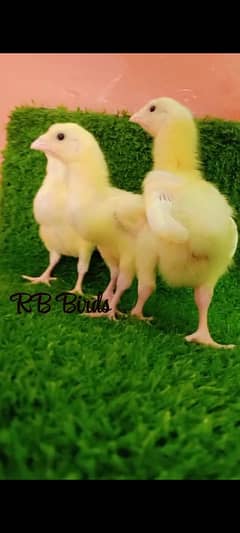 Very Top Quality Bird White king Oh Shamo Chick's for sale