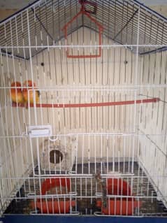 love birds for sale with cage