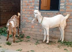 2 female goats  age 8 month