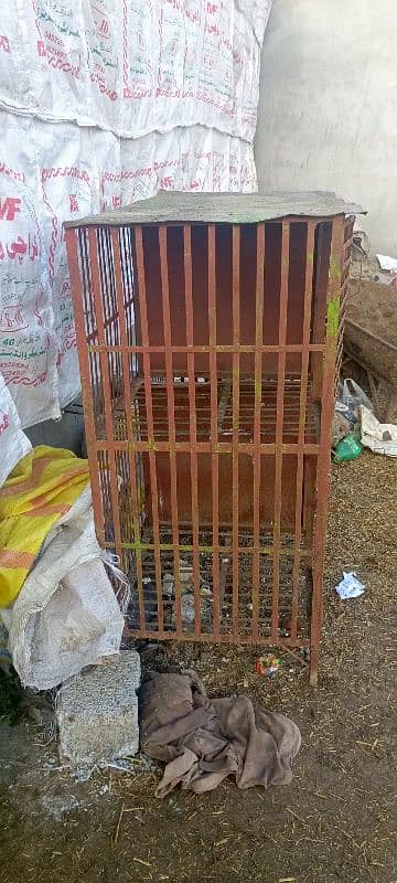 aseel Murgy ka cage 4