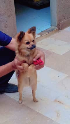 pomeranian dog