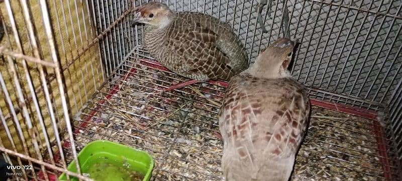 Irani and dakhni teetar breeder pair 0