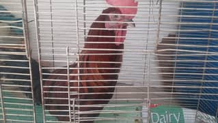 Murga with cage for sale