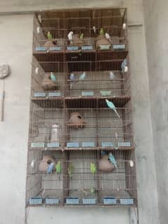 Bajri birds