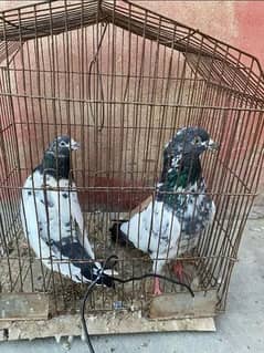 Kalsira Pair Pigeon