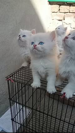 kitten persian cat baby 0:3:1:9:4:3:2:4:9:4:6