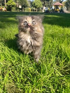 Persian triple coated kittens pair for sale