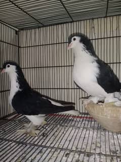 black lahori sherazi breeder pair