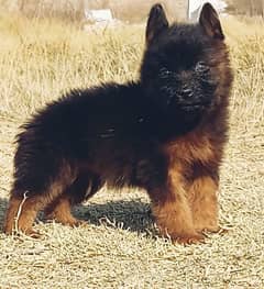 German  Shepherd puppies for sale