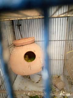 Australian 6pair birds briding pair age bi hain with cage