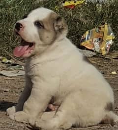 alabai dog mail 2 months for sale security dog