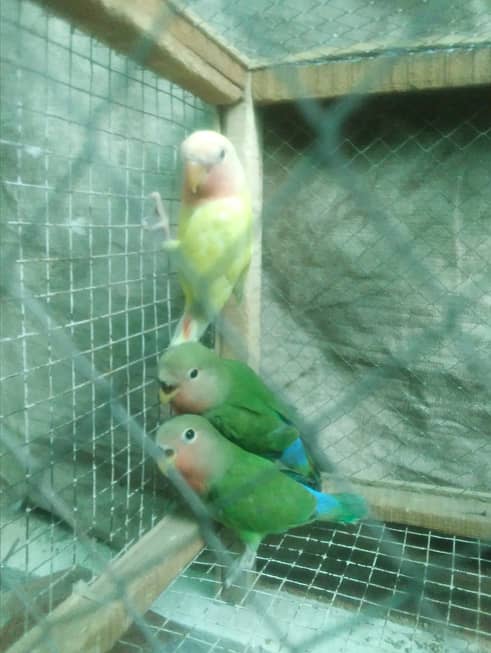 love birds chicks pair  for  sale 0