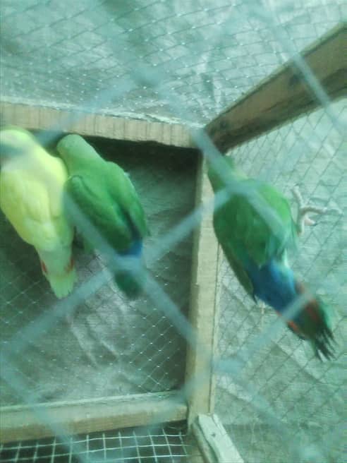 love birds chicks pair  for  sale 1