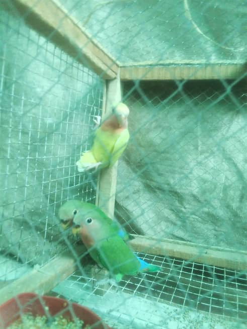 love birds chicks pair  for  sale 2