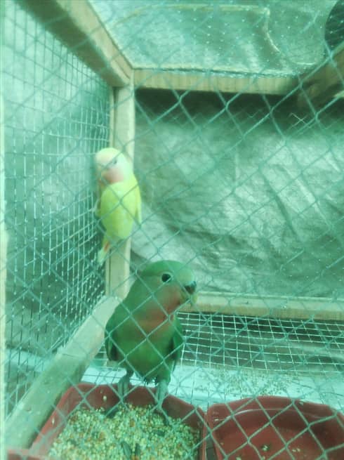 love birds chicks pair  for  sale 3