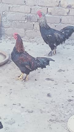 Bantam