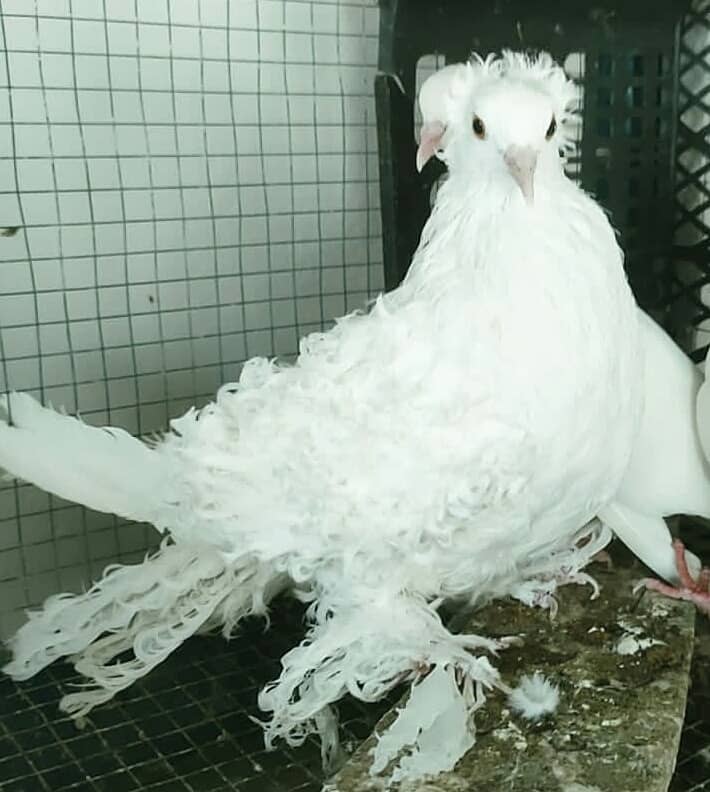 Golden Hen , White Frill Back Pigeon & Rainbow Bajri. 6