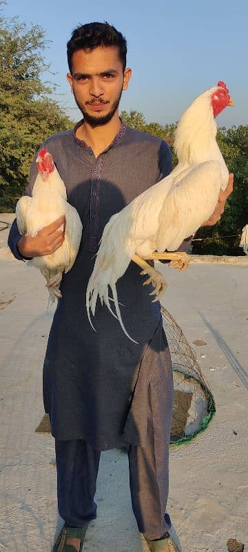 lassani or amroha chicks available 1