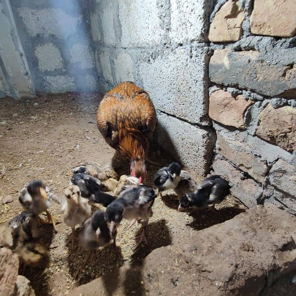 lassani or amroha chicks available 17