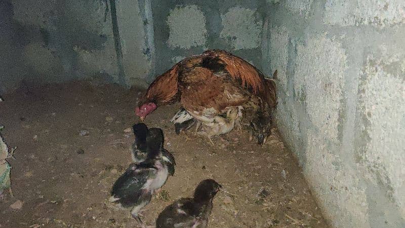 lassani or amroha chicks available 18