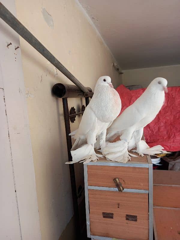 Reversing Magpie pair 0