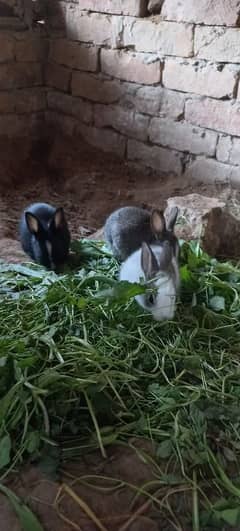 Rabbit babies