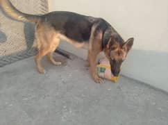 pure German Shepherd female available for sale