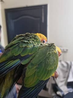 super tame playful sun conures with d n a