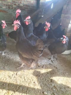 black Australorp f1 breed foresale per pice 3500 egg per pic 60 rupees