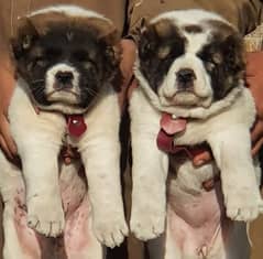 alabai dog pair 2 months for sale security dog