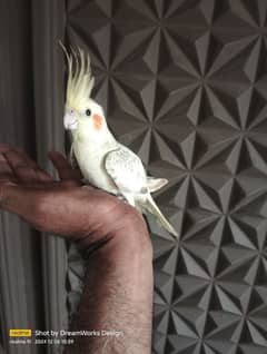 Hand Tame Cockatiel Parrot