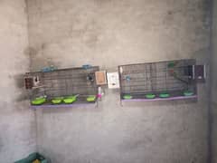 All Setup for Sale with Cages (Love Birds & Australian)