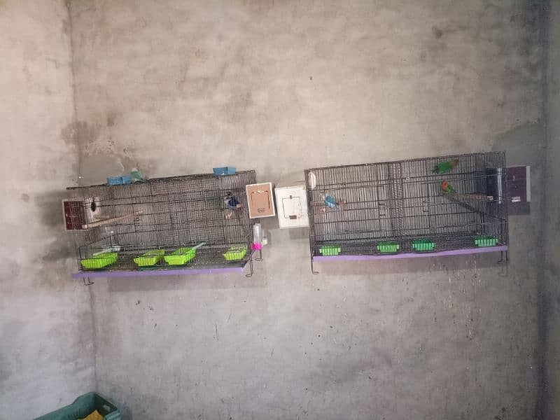 All Setup for Sale with Cages (Love Birds & Australian) 0