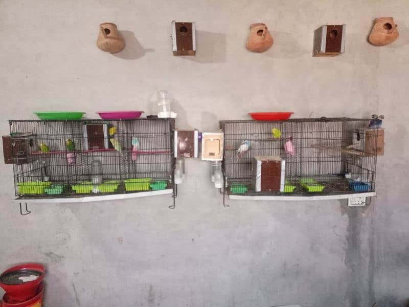 All Setup for Sale with Cages (Love Birds & Australian) 1