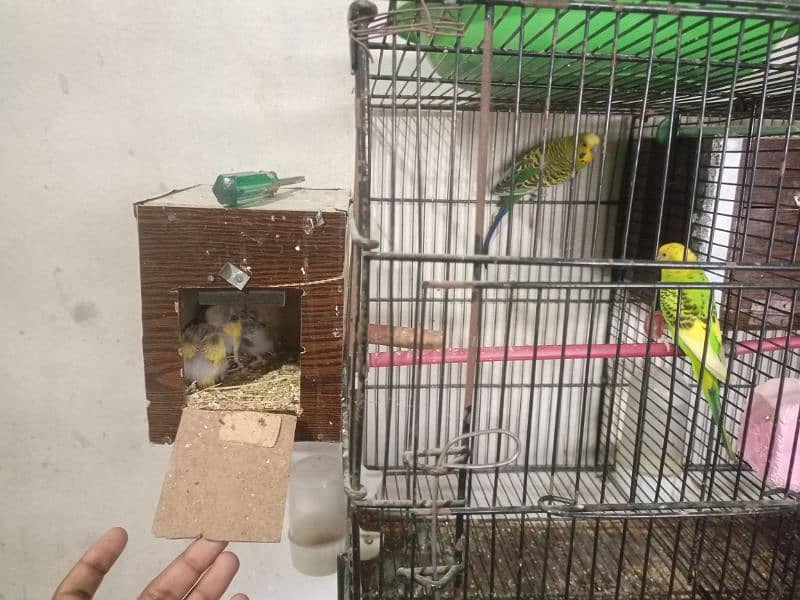 All Setup for Sale with Cages (Love Birds & Australian) 2