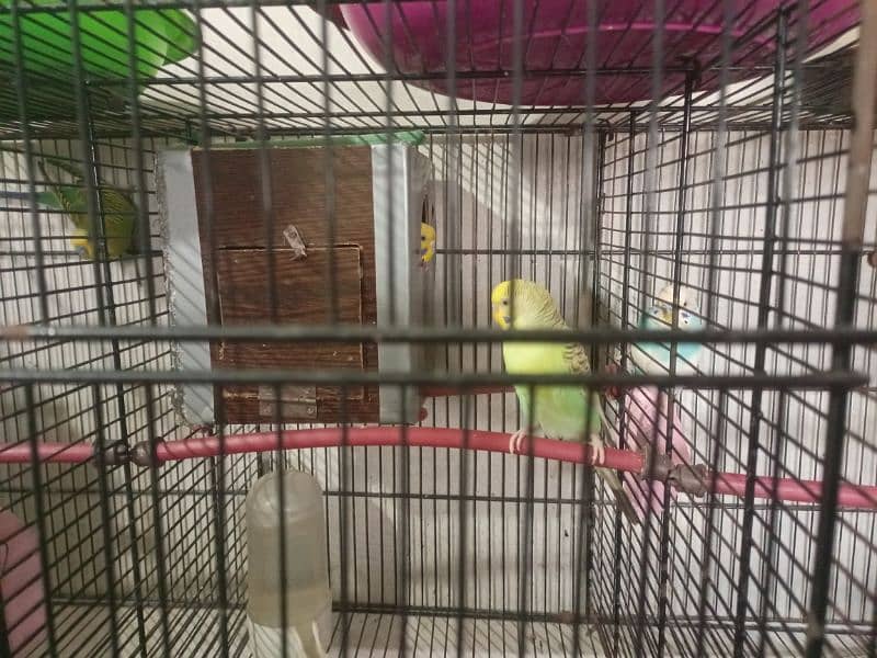 All Setup for Sale with Cages (Love Birds & Australian) 3