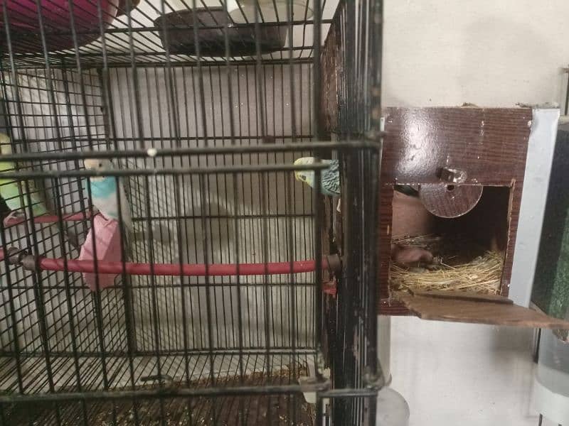 All Setup for Sale with Cages (Love Birds & Australian) 4