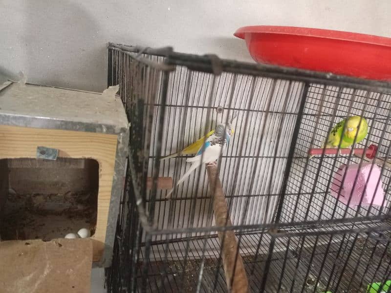 All Setup for Sale with Cages (Love Birds & Australian) 5